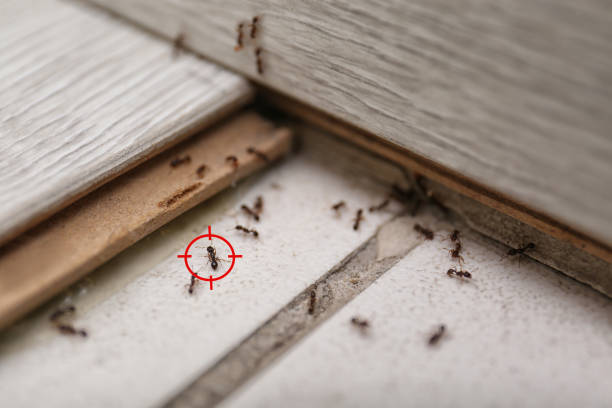 Best Best Pest Control Companies  in Ladue, MO